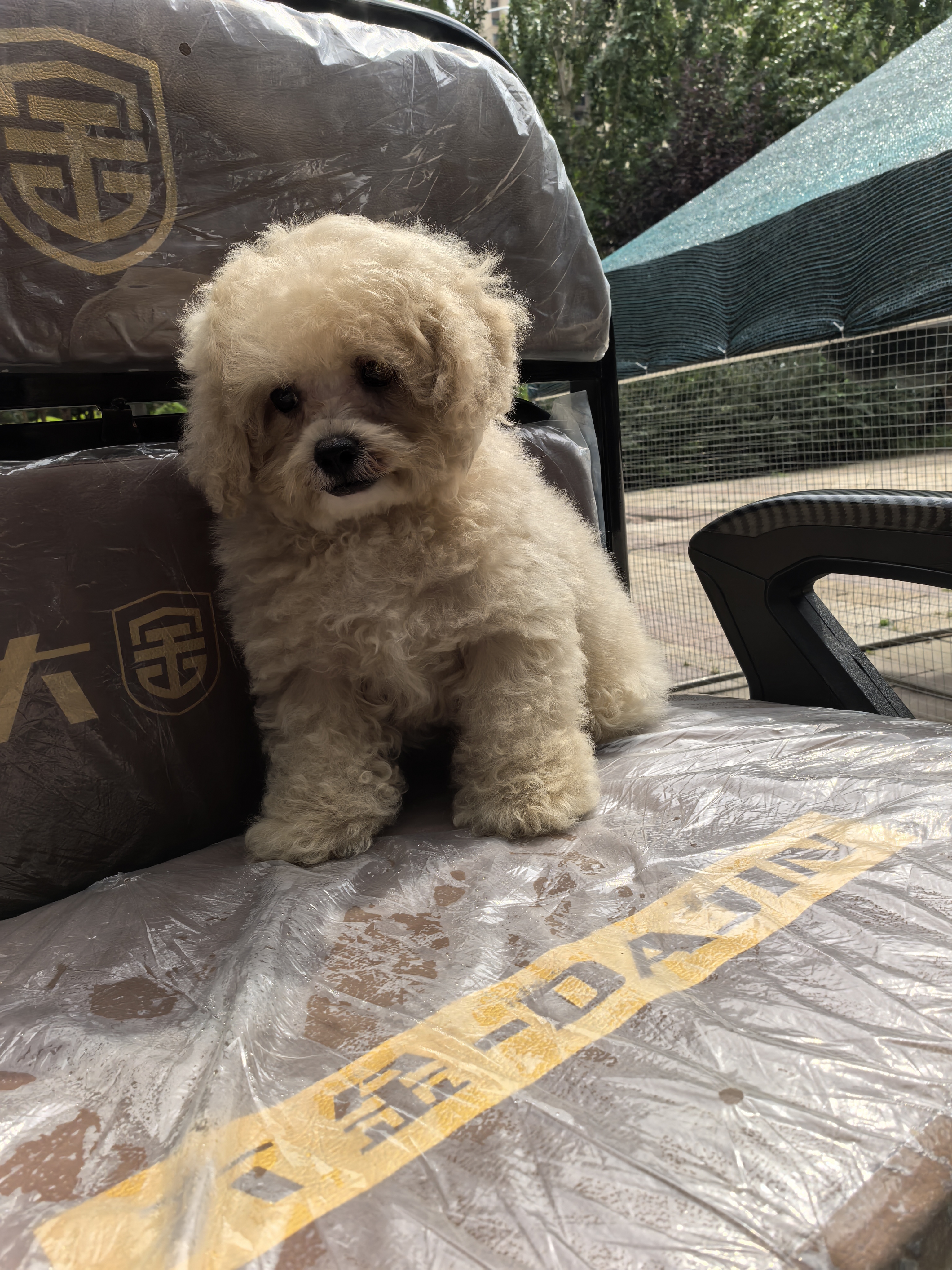 出售泰迪熊，奶油色，微兜